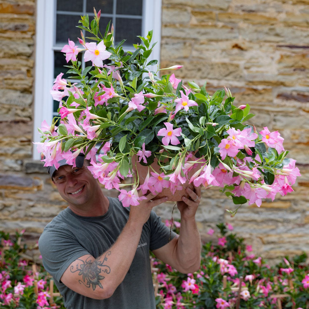 Dipladenia | Madinia® Light Pink