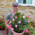 Dipladenia | Madinia® Pink