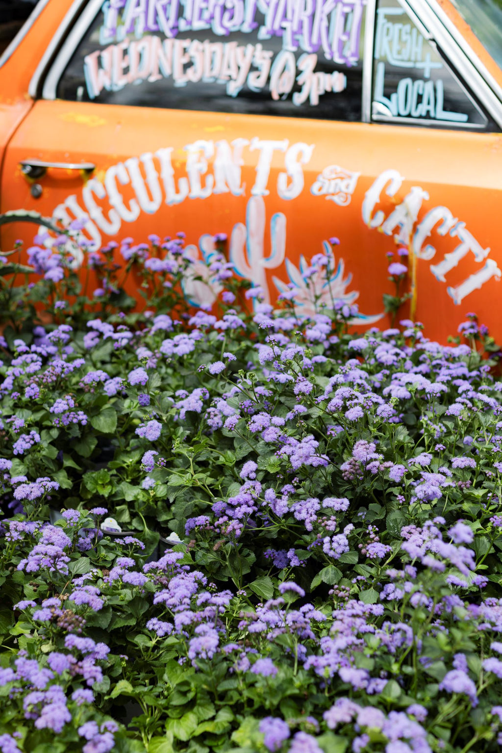 Monarch Magic Hanging Basket