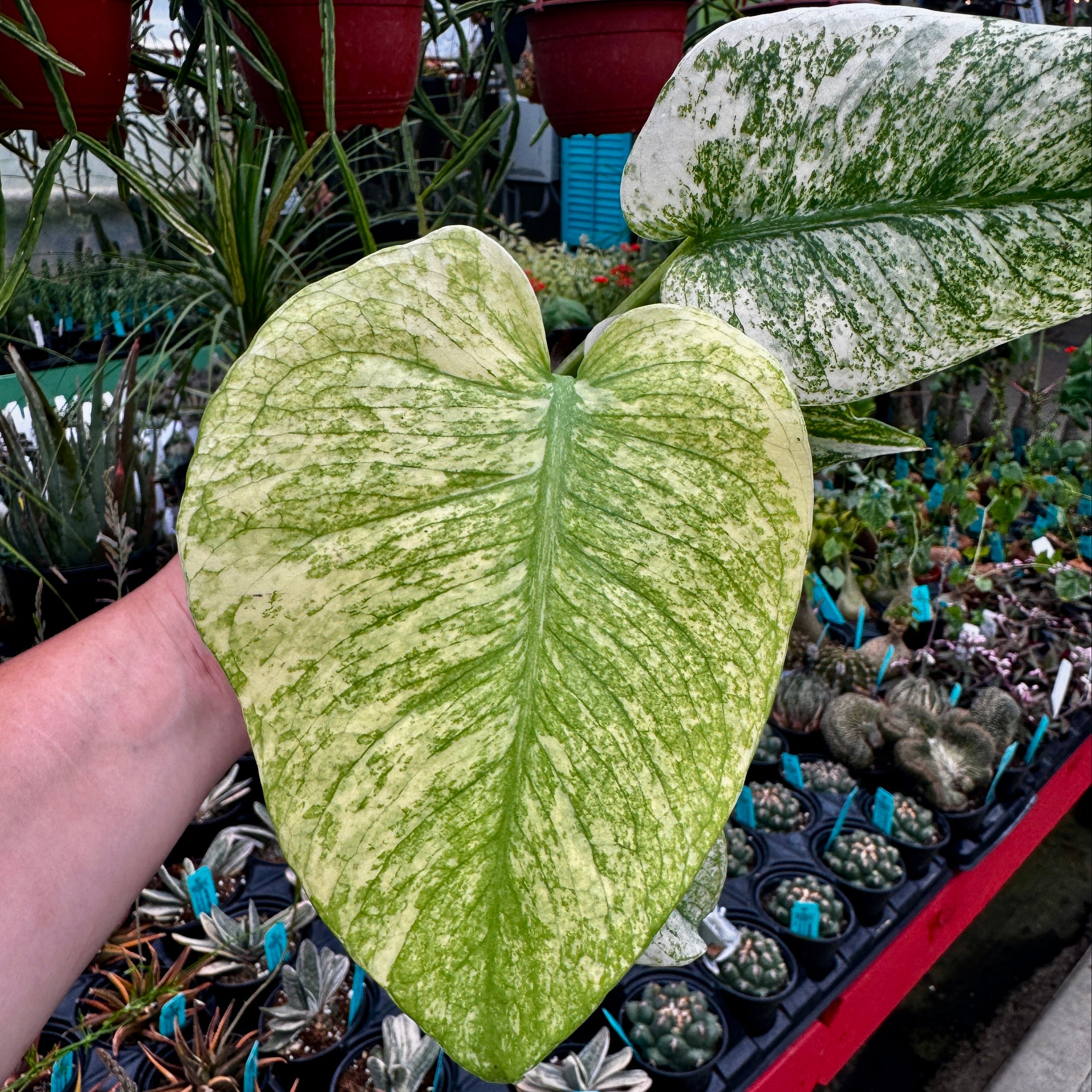 Mint Monstera | Monstera Deliciosa 'Mint