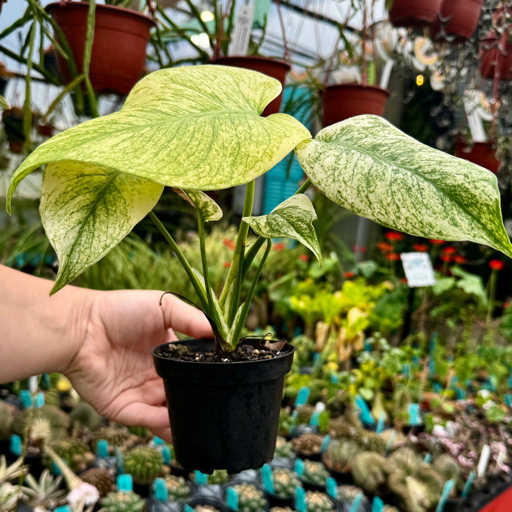 Mint Monstera | Monstera Deliciosa 'Mint