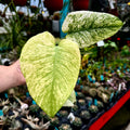 Mint Monstera | Monstera Deliciosa 'Mint