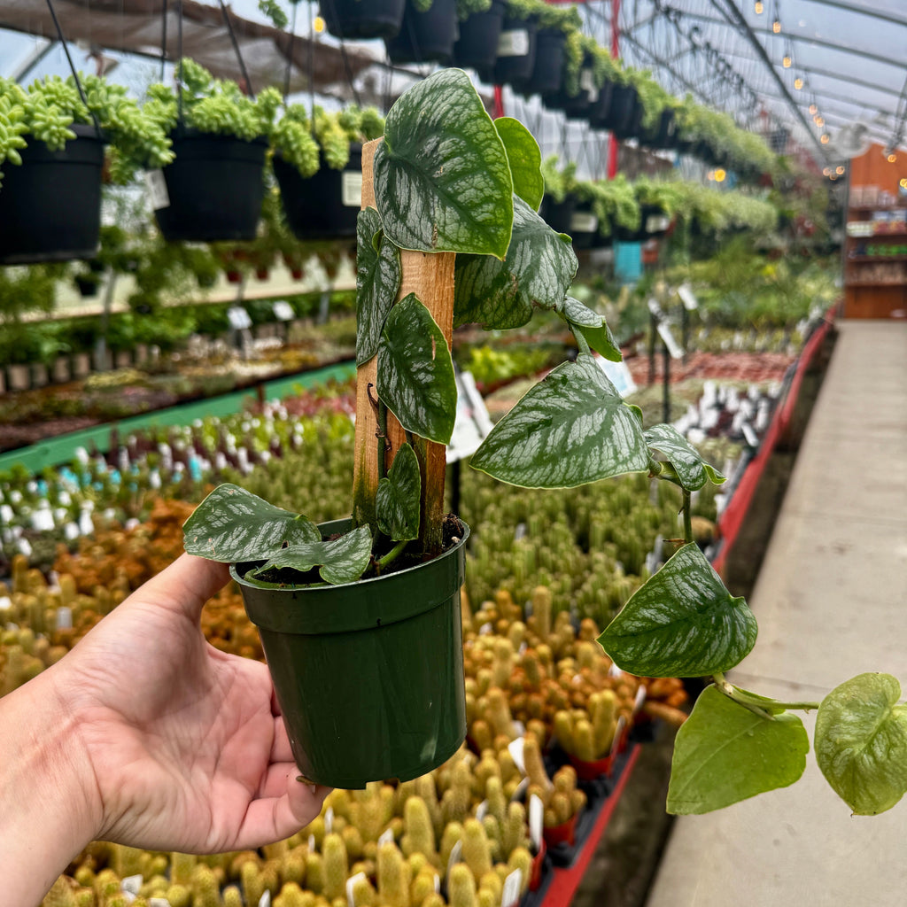 Monstera Dubia