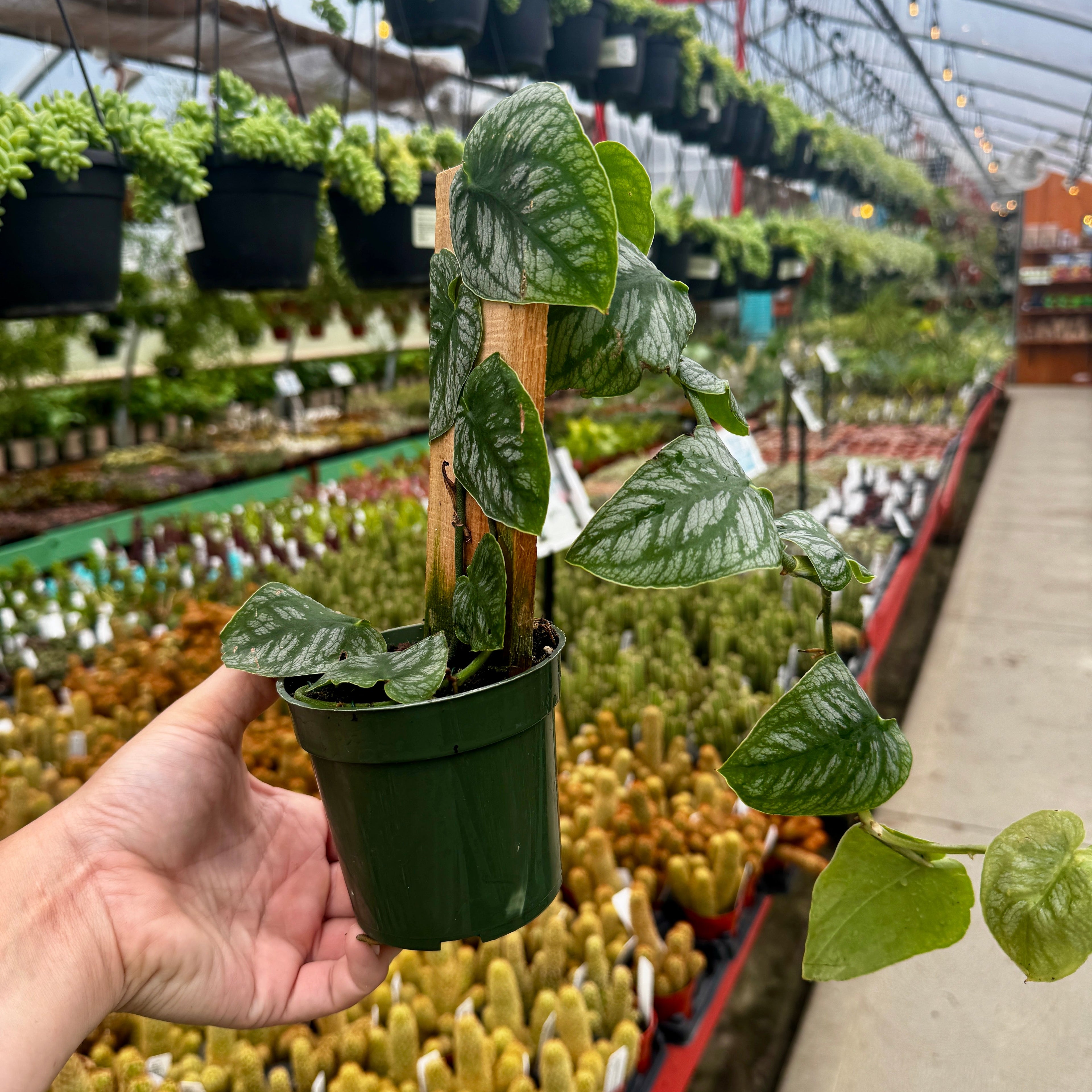 Monstera Dubia