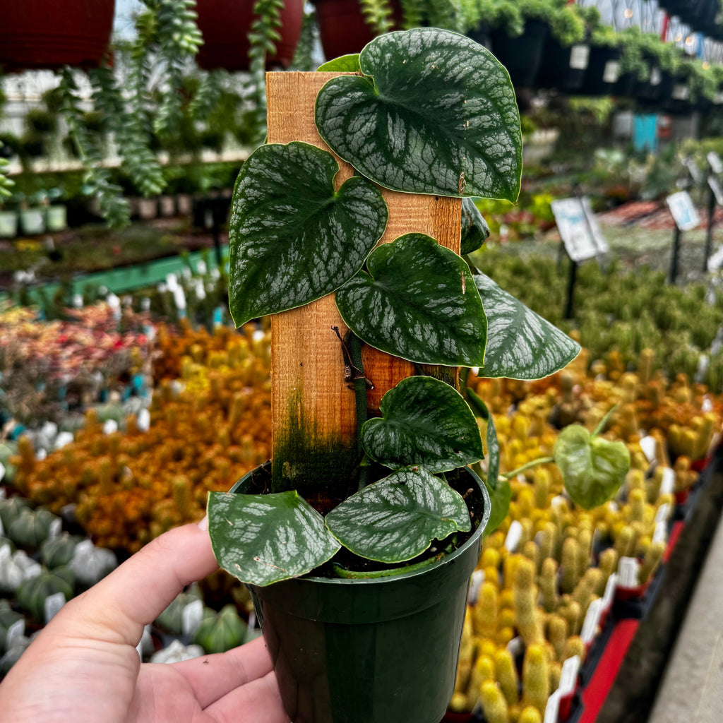 Monstera Dubia