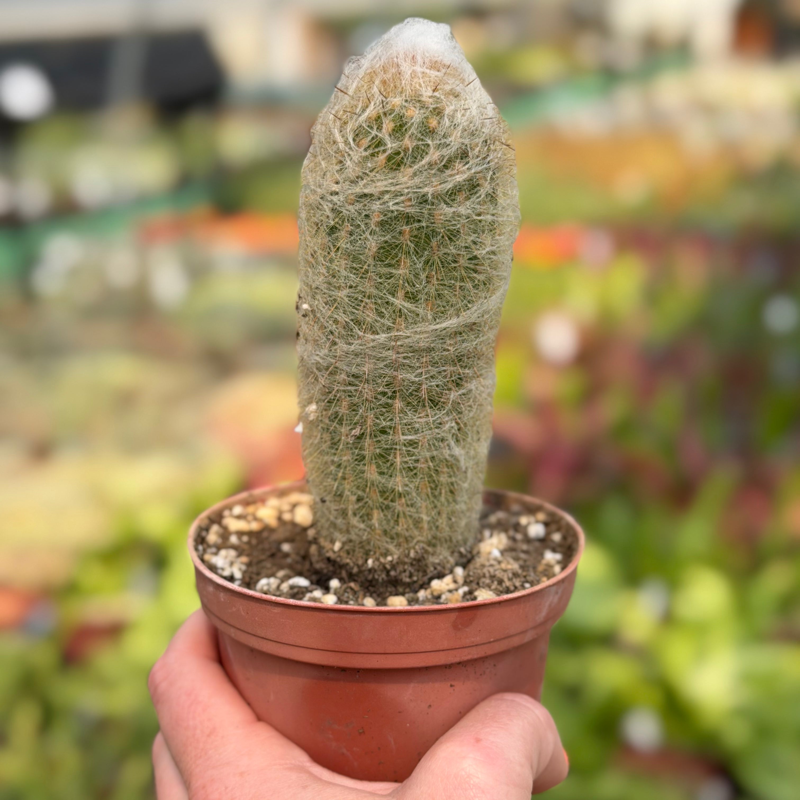 Old Man Cactus | Cephalocereus senilis