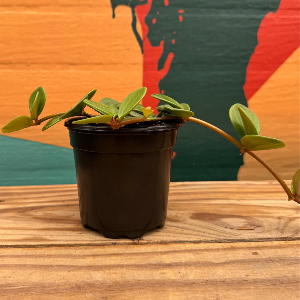 Peperomia Hope