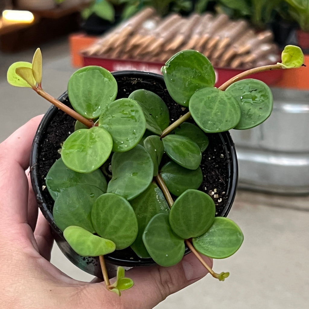 Peperomia Hope