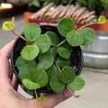 Peperomia Hope