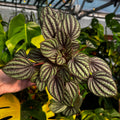 Piccolo Banda Peperomia | Peperomia albovittata 'piccolo banda'