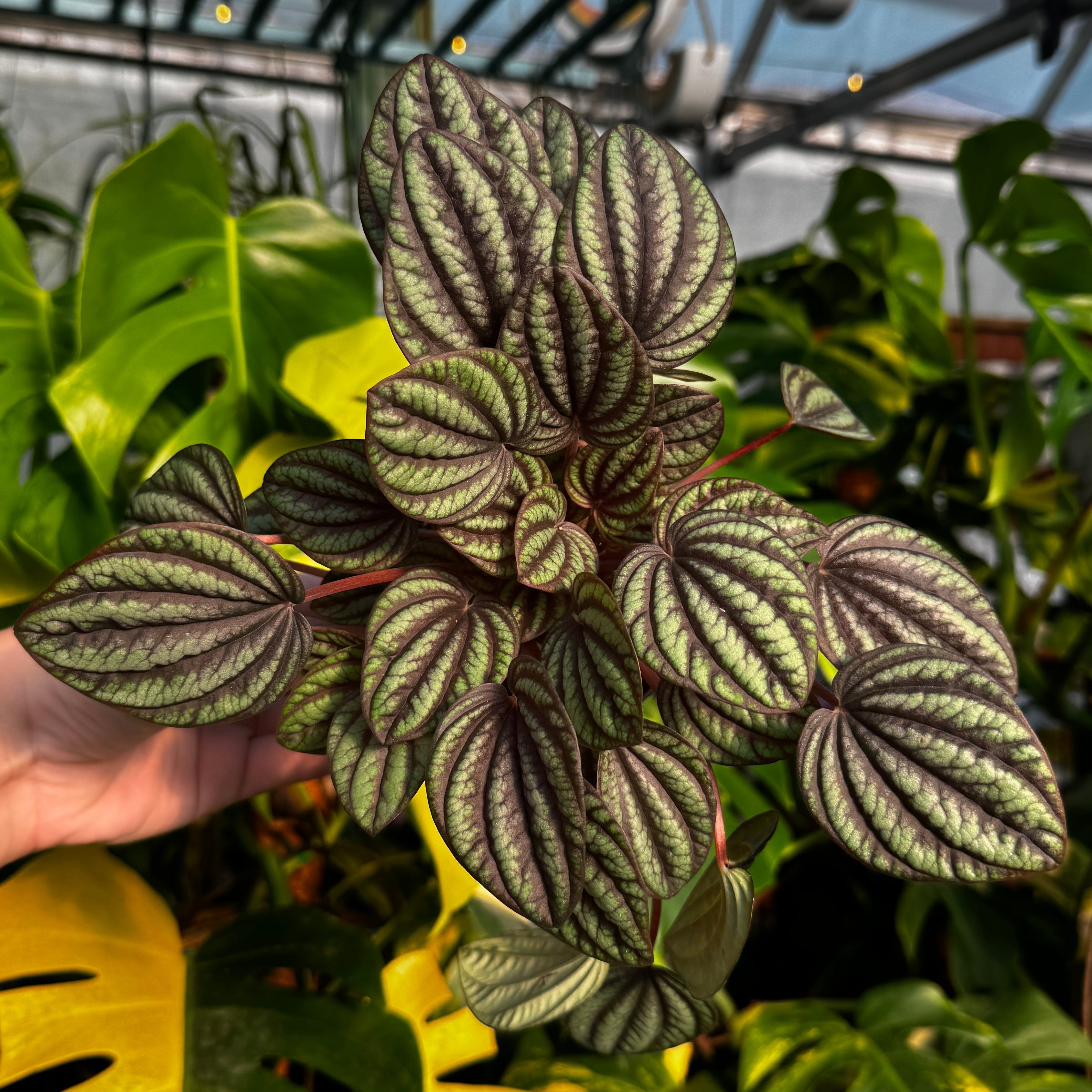 Piccolo Banda Peperomia | Peperomia albovittata 'piccolo banda'