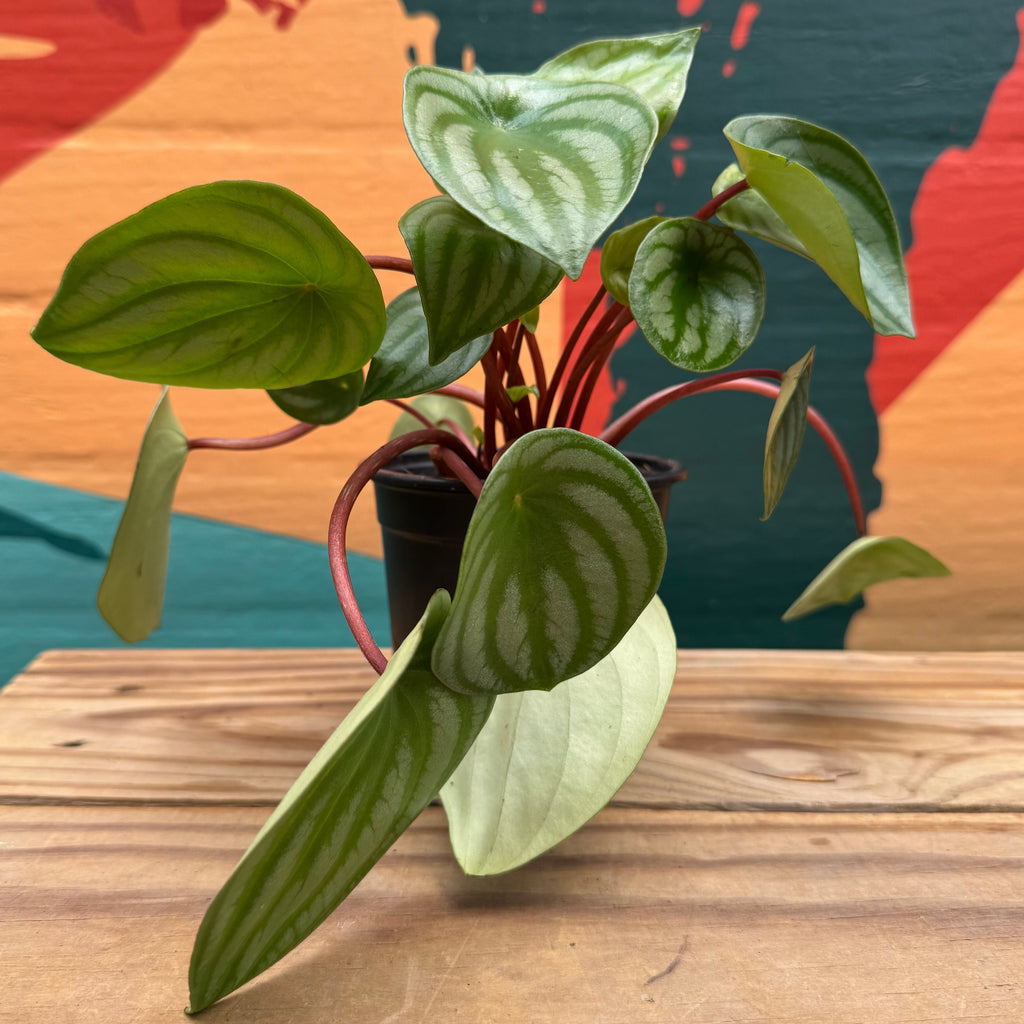 Watermelon Peperomia | Peperomia argyreia
