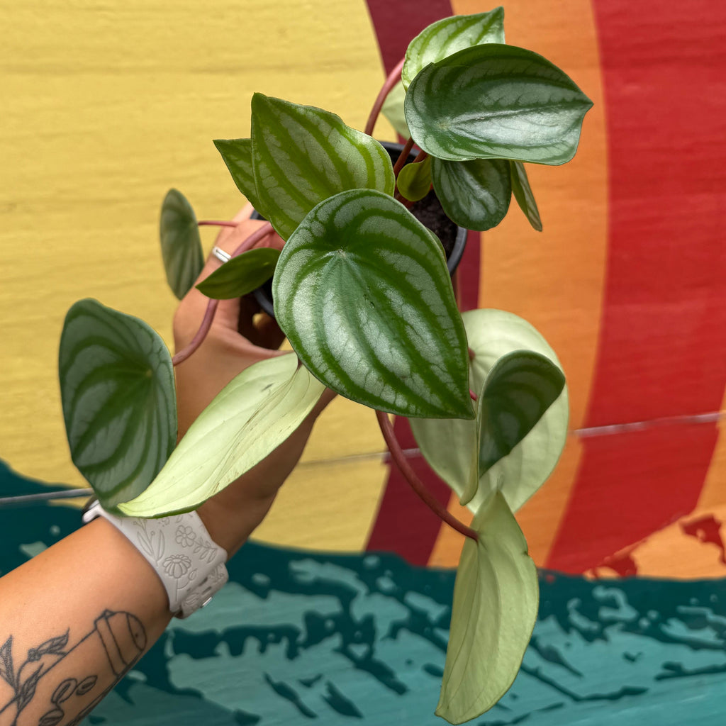 Watermelon Peperomia | Peperomia argyreia