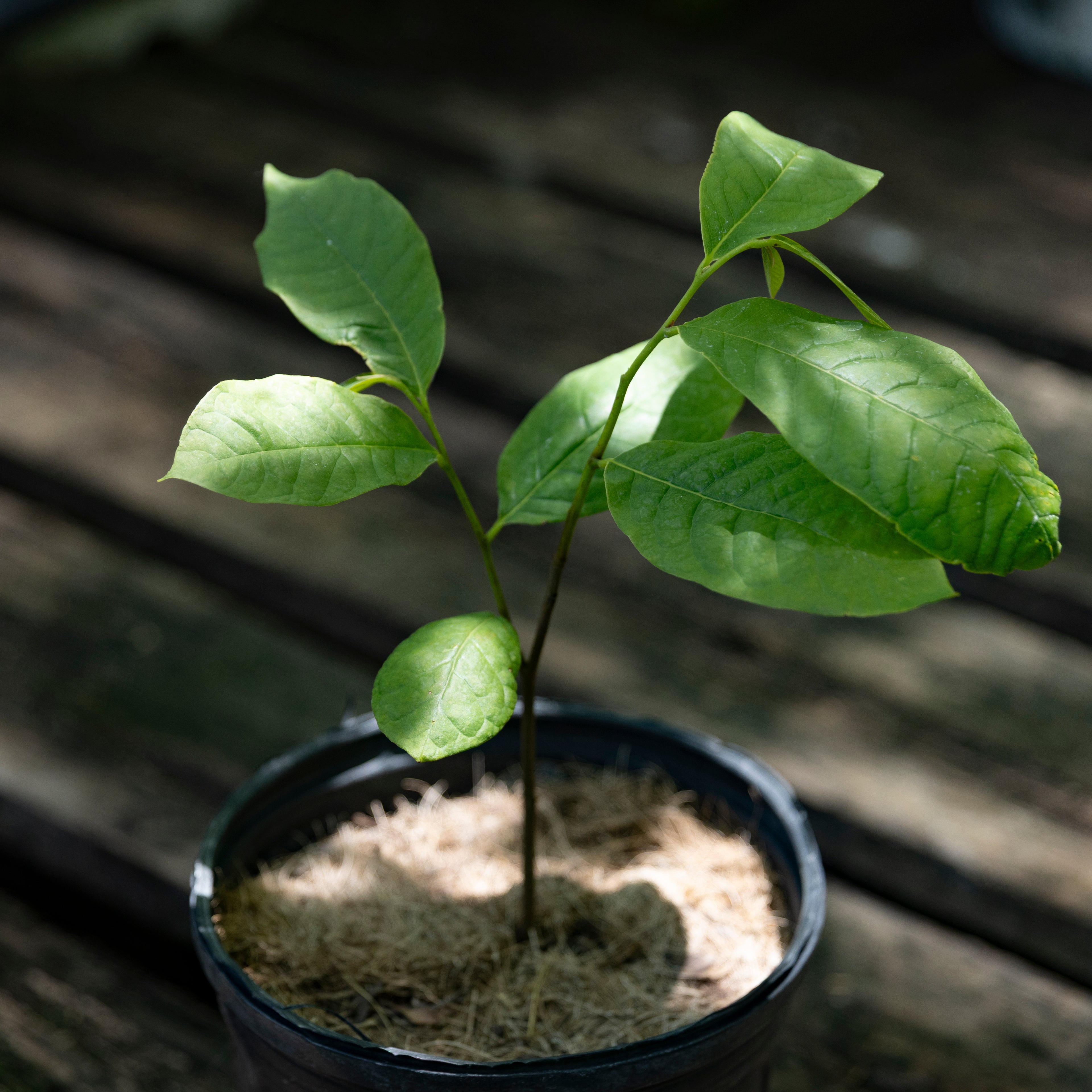 Pawpaw Tree