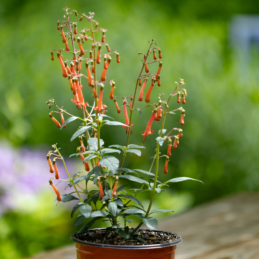 Phygelius Colorburst™ 'Orange' – The Groovy Plants Ranch LLC