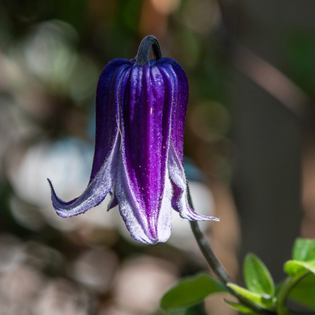 Clematis 'Roguchi'