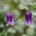 Clematis 'Roguchi'