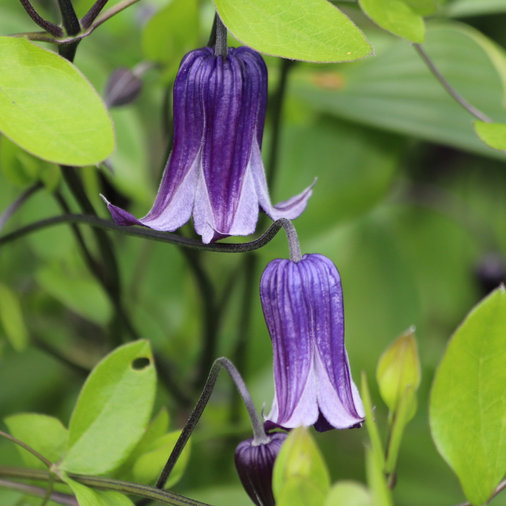 Clematis 'Roguchi'