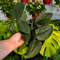 Satin Pothos | Scindapsus 'Jade Satin'