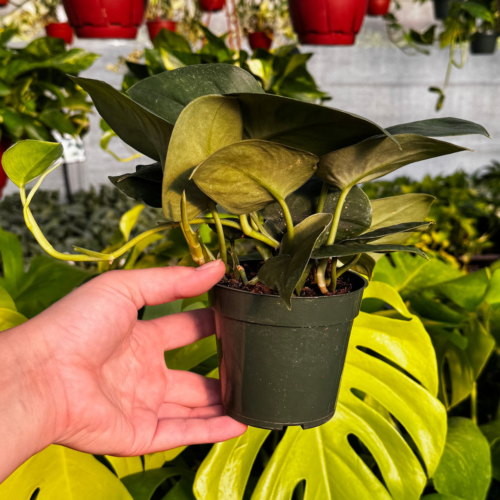 Satin Pothos | Scindapsus 'Jade Satin'