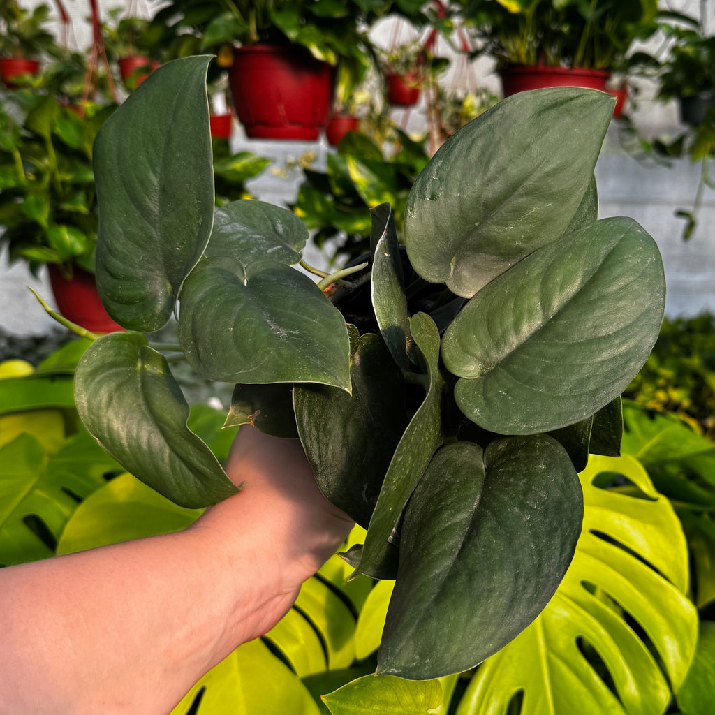 Satin Pothos | Scindapsus 'Jade Satin'