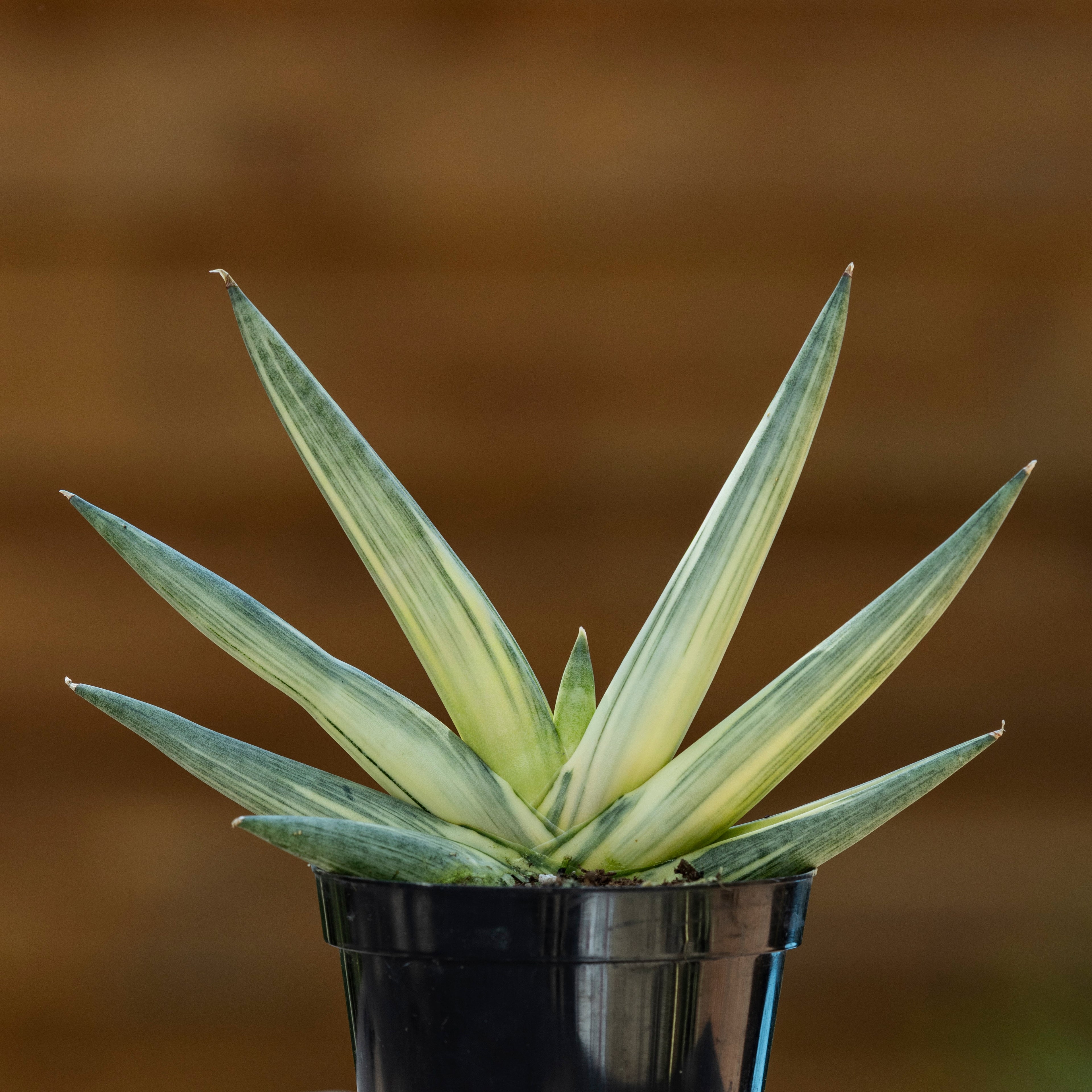 Variegated Starfish Snake Plant