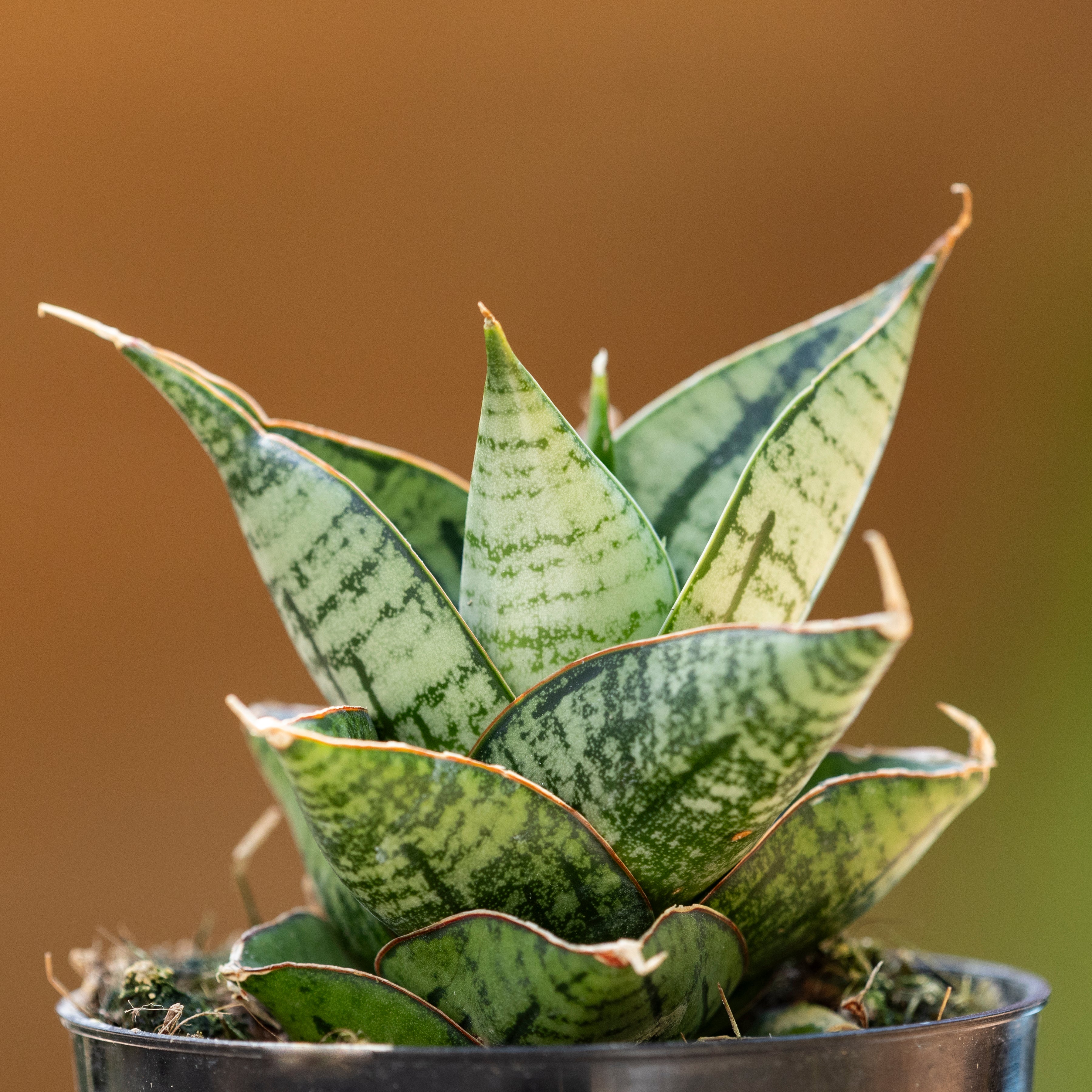 Sansevieria 'Kaisar'