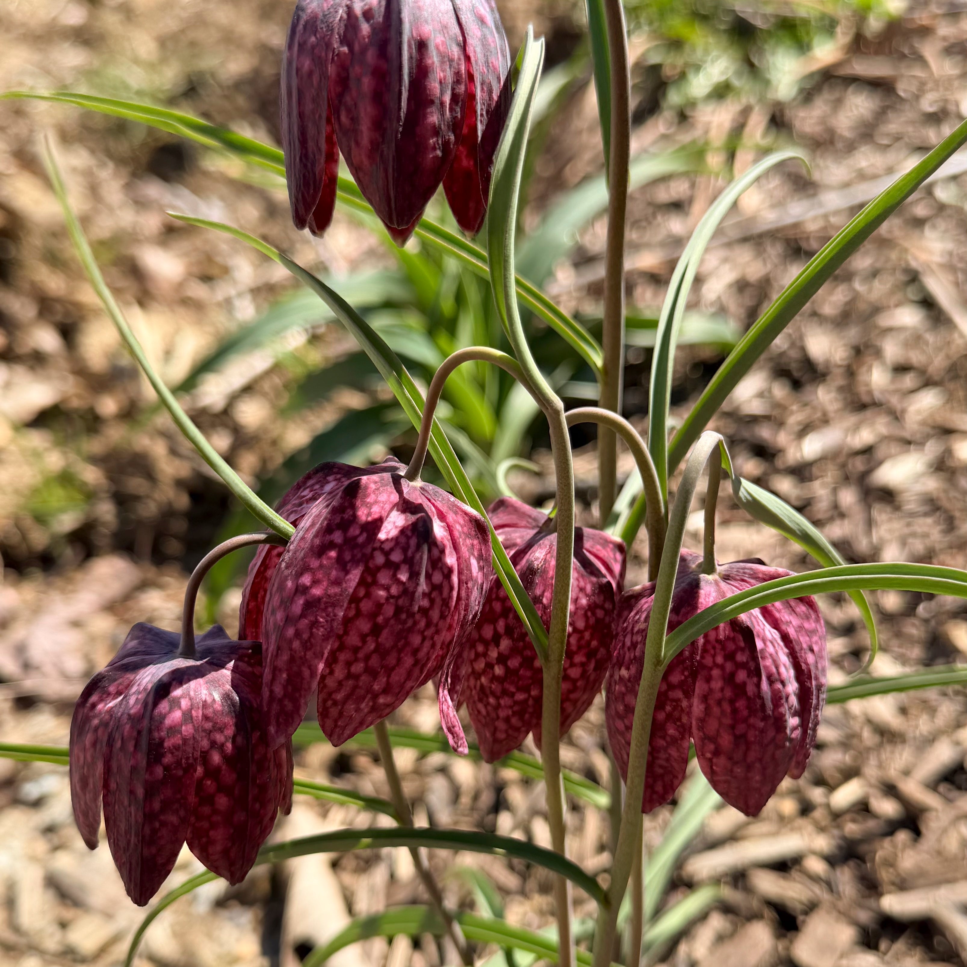 Snake's Head Fritillary - 20 Bulbs