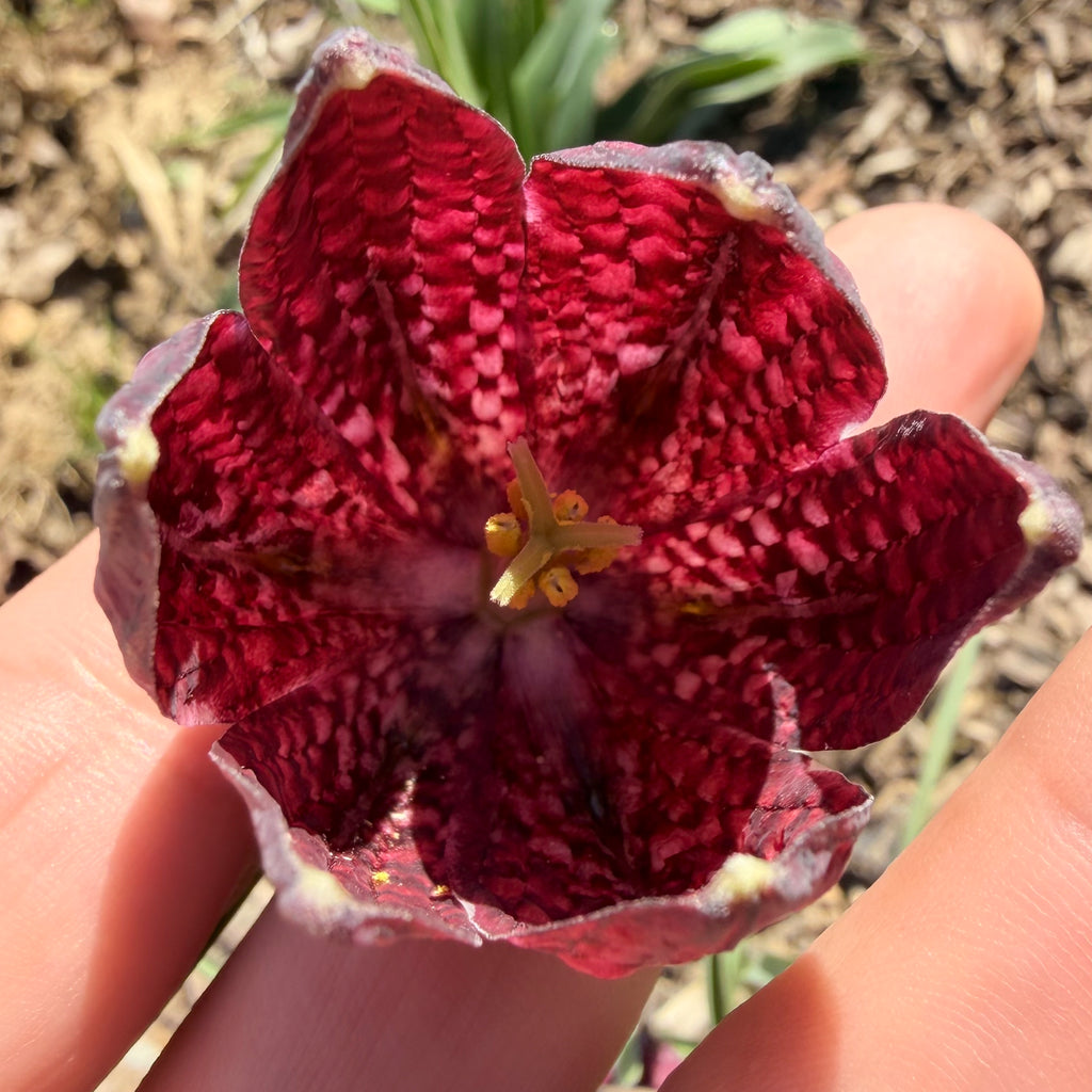 Snake's Head Fritillary