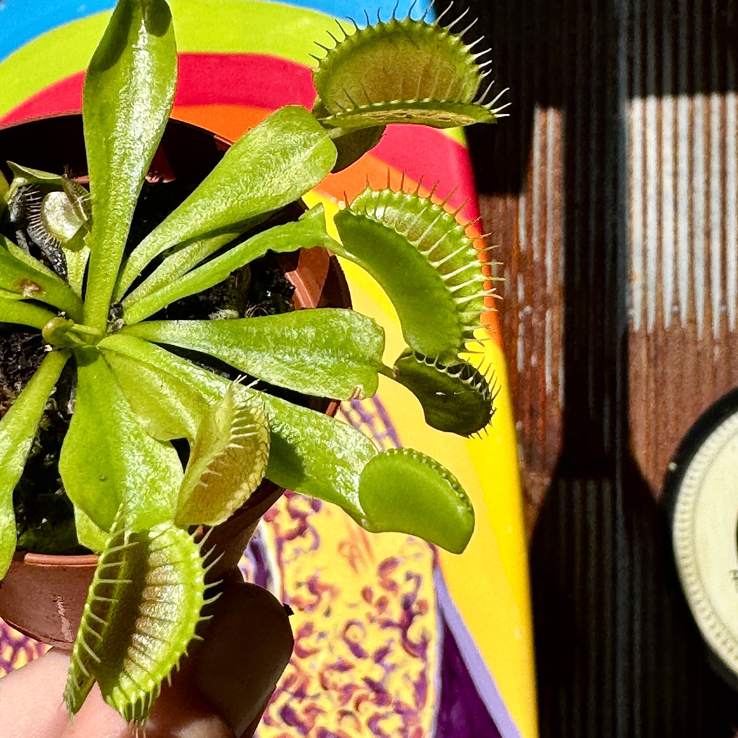 2" Venus Flytrap Trio