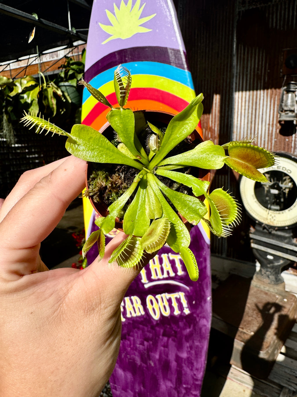 2" Venus Flytrap Trio