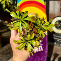 2" Venus Flytrap Trio