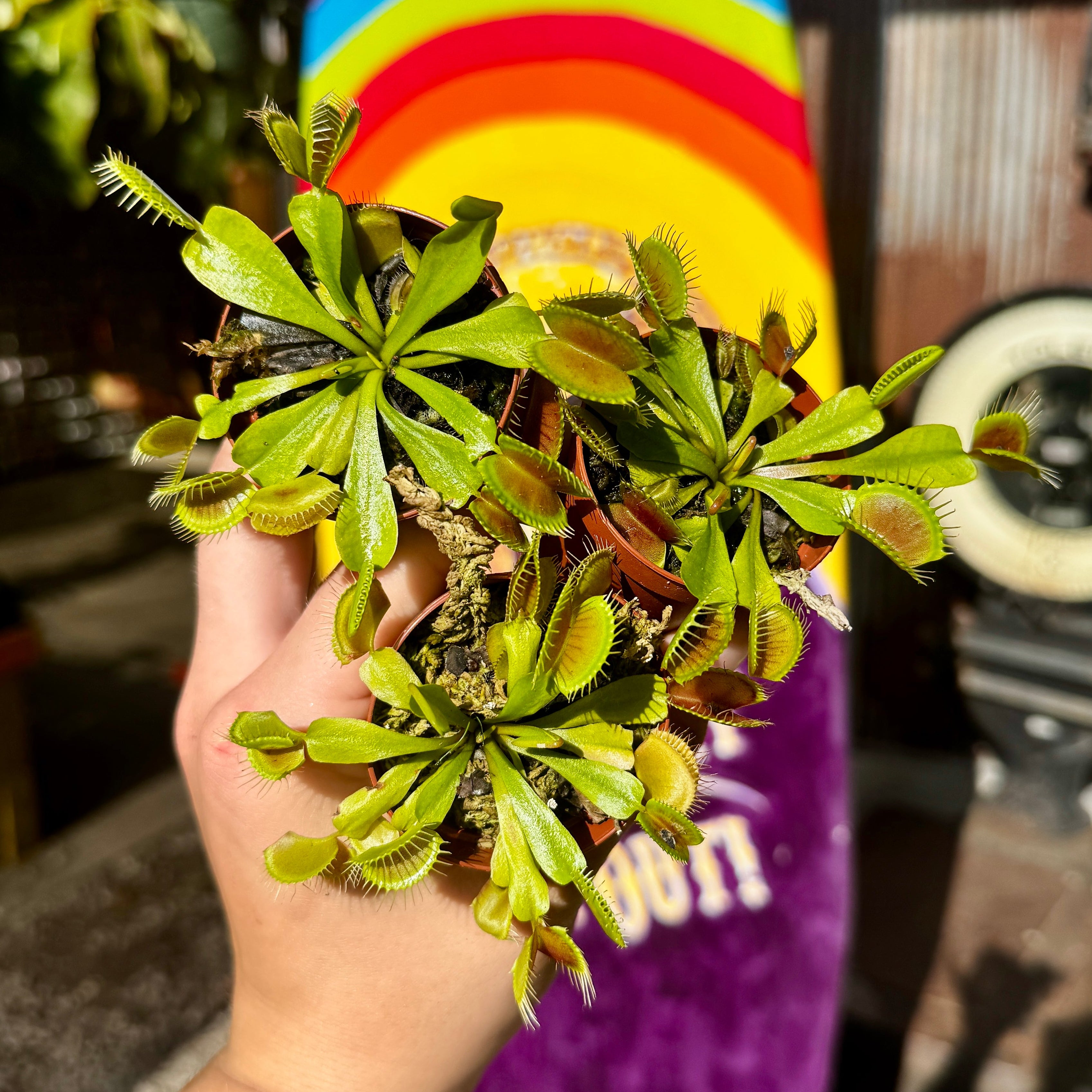 2" Venus Flytrap Trio