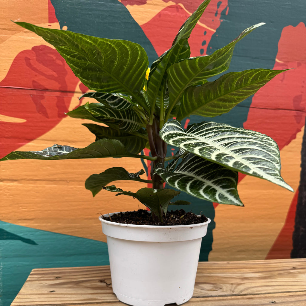 Zebra Plant | Aphelandra Squarrosa