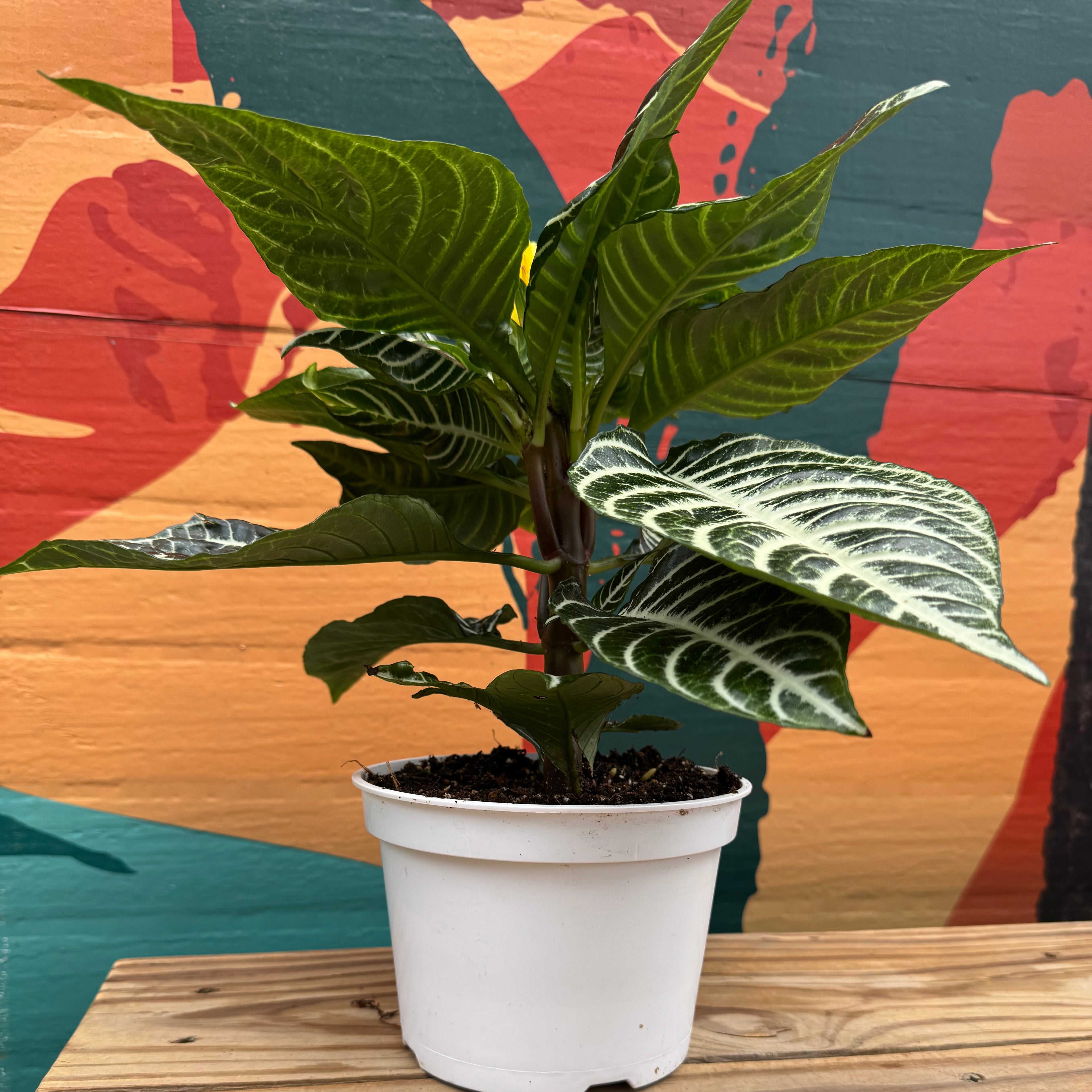 Zebra Plant | Aphelandra Squarrosa