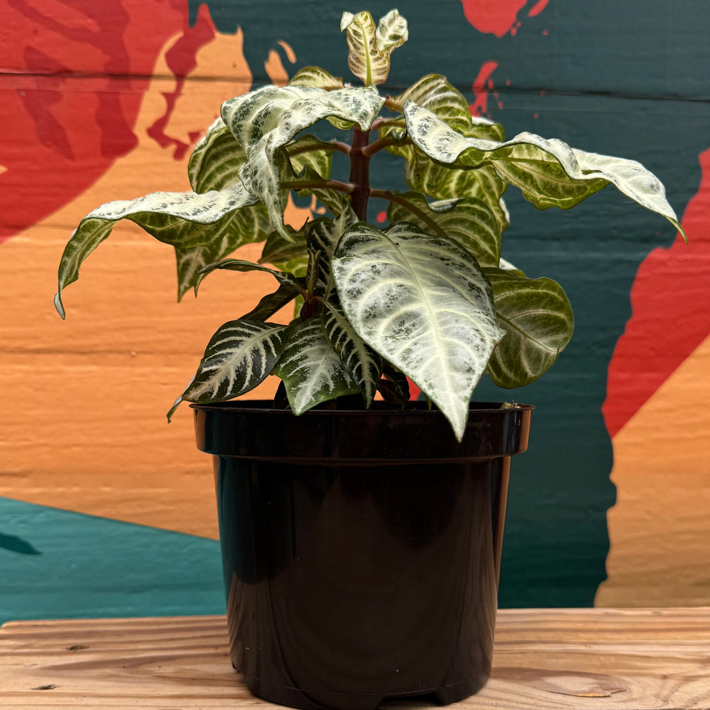 Zebra Plant | Aphelandra Squarrosa 'White Wash'