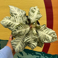 Zebra Plant | Aphelandra Squarrosa 'White Wash'