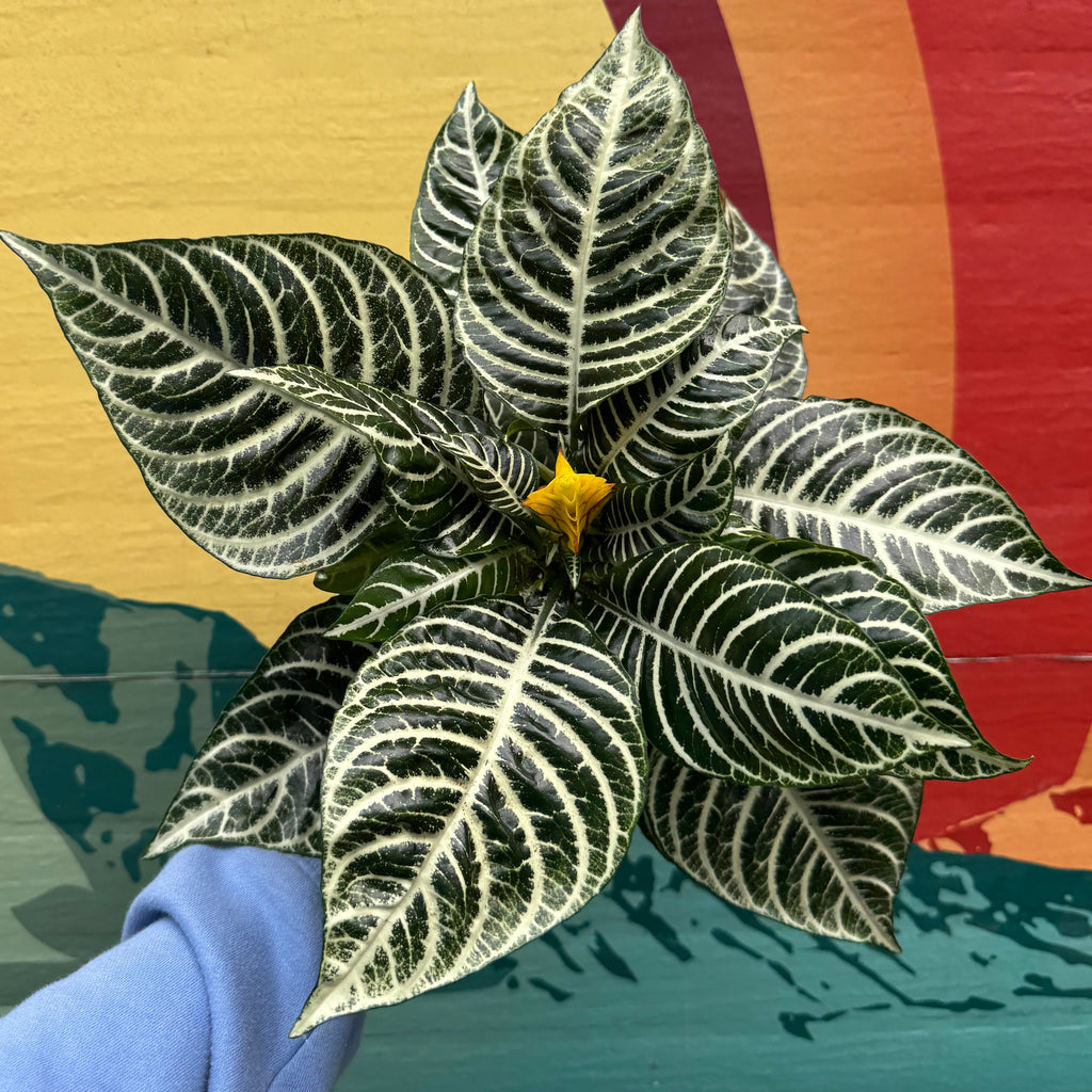Zebra Plant | Aphelandra Squarrosa