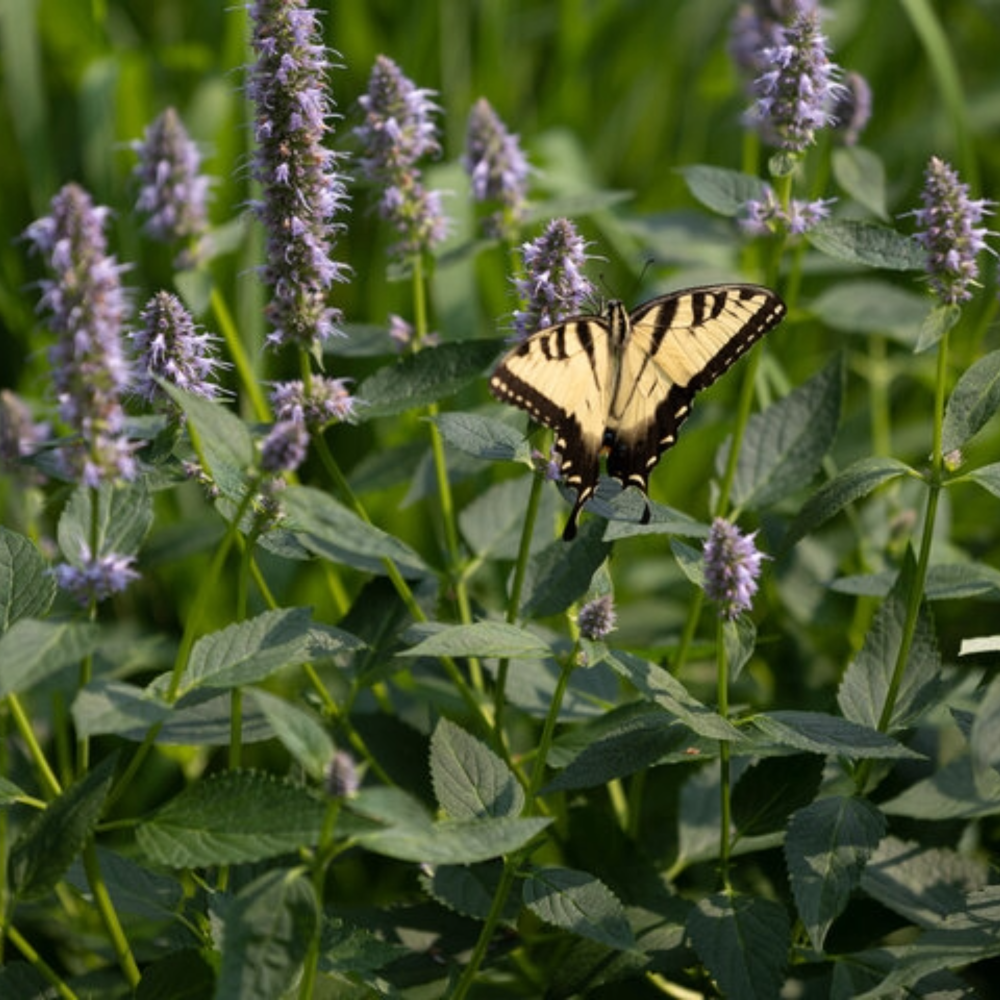 Agastache 'Blue Boa' | Hummingbird Mint