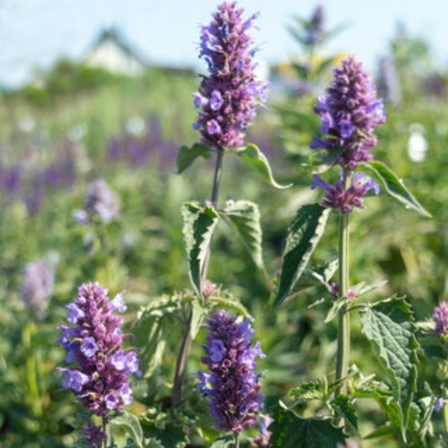 Agastache 'Blue Boa' | Hummingbird Mint