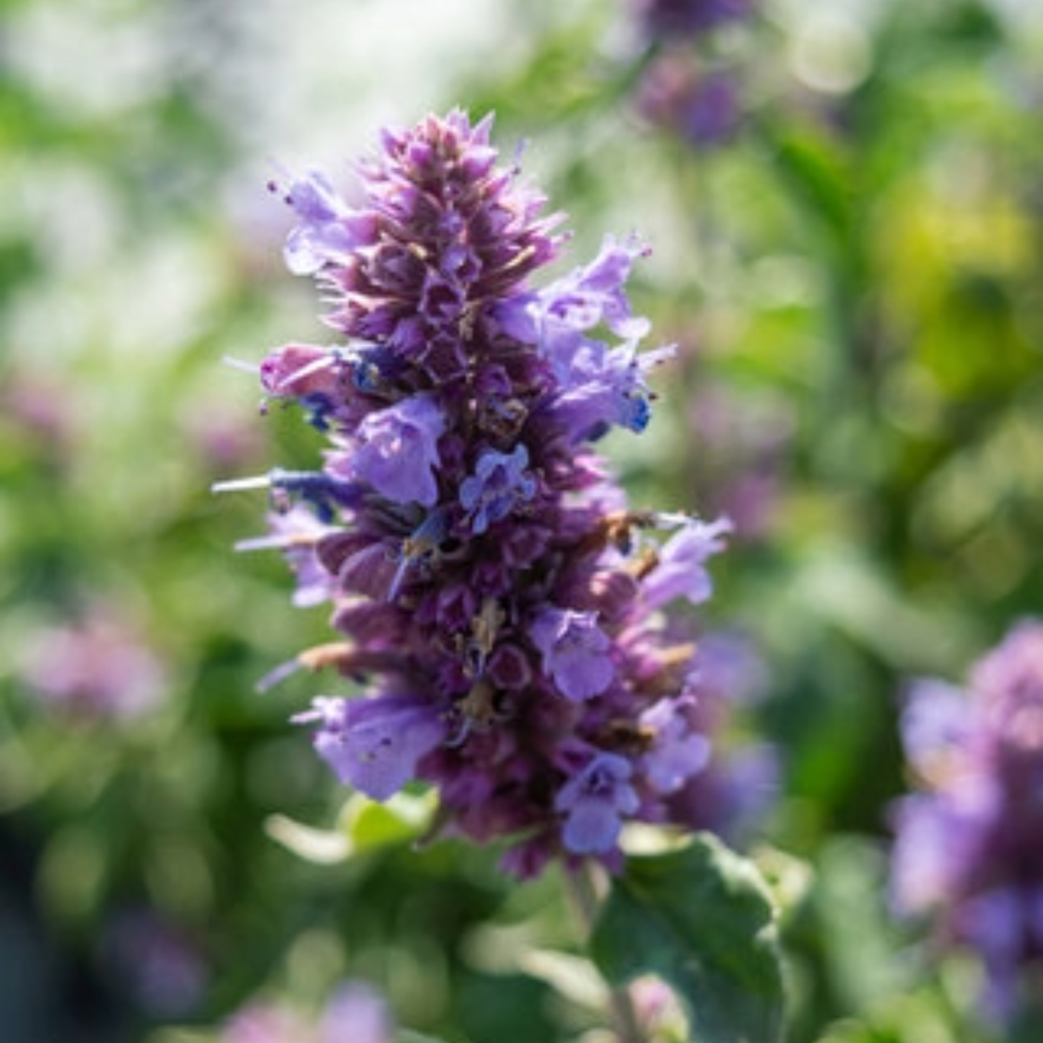 Agastache 'Blue Boa' | Hummingbird Mint