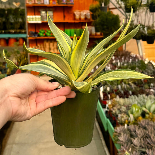 Agave Joe Hoak | Agave Desmetiana 'Joe Hoak'