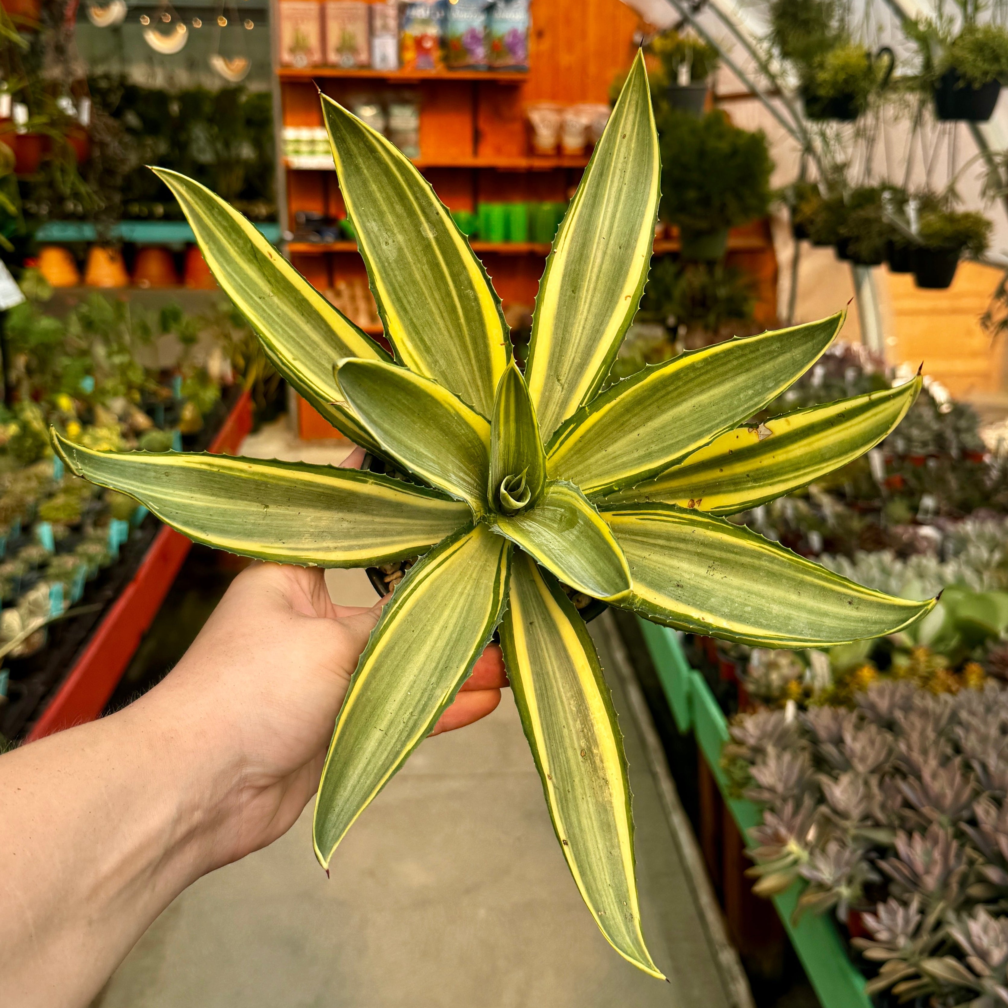 Agave Joe Hoak | Agave Desmetiana 'Joe Hoak'