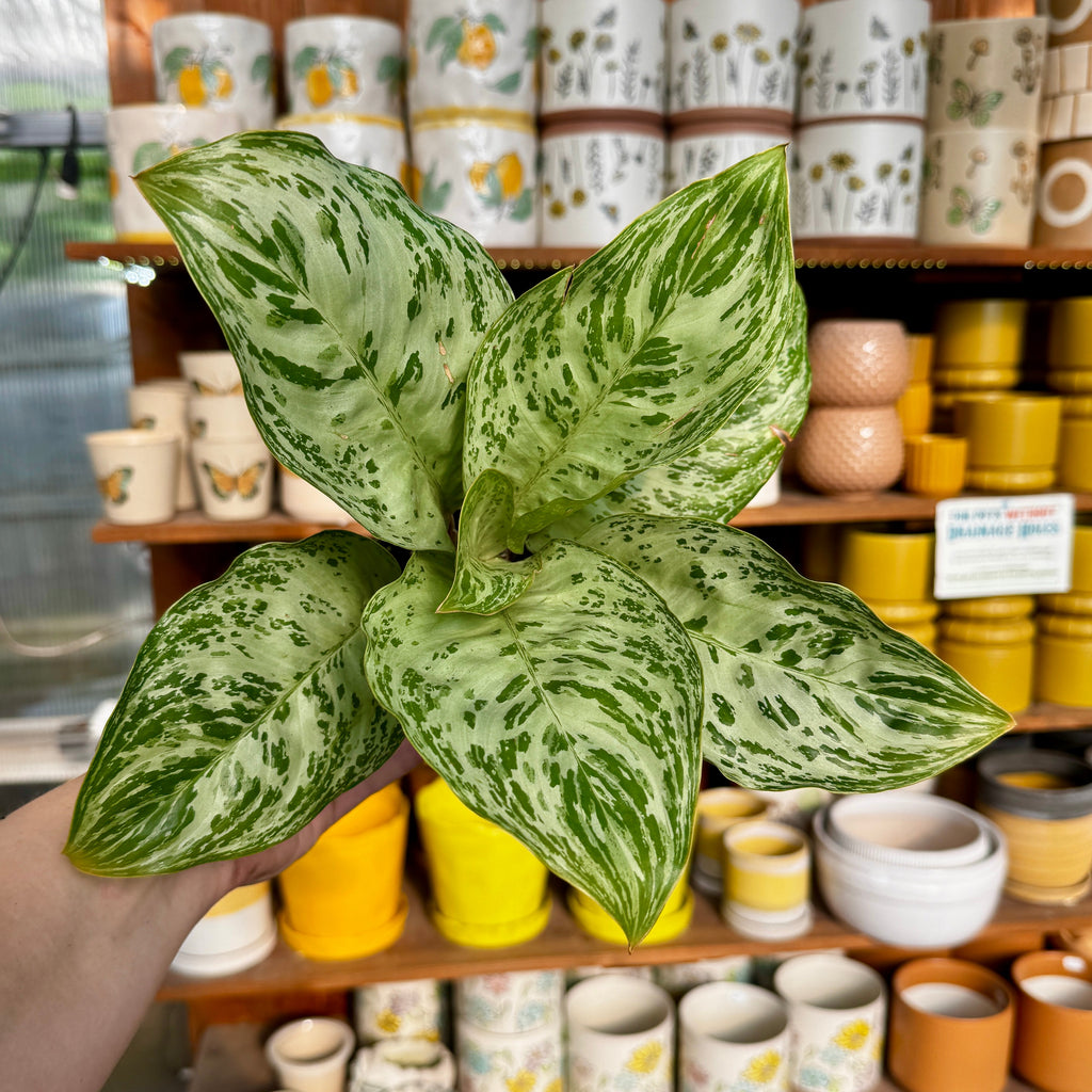 Chinese Evergreen | Aglaonema 'Donatello'