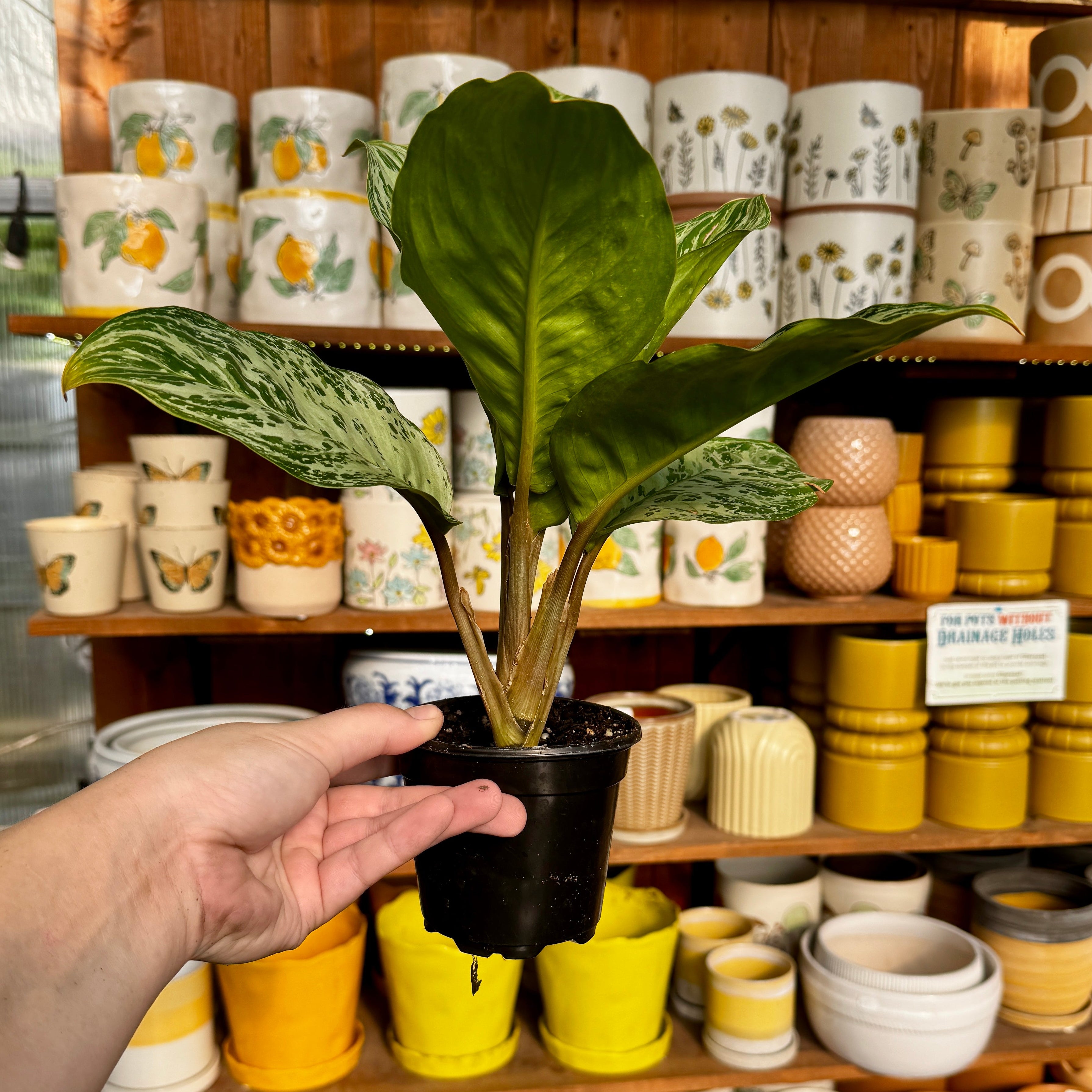 Chinese Evergreen | Aglaonema 'Donatello'