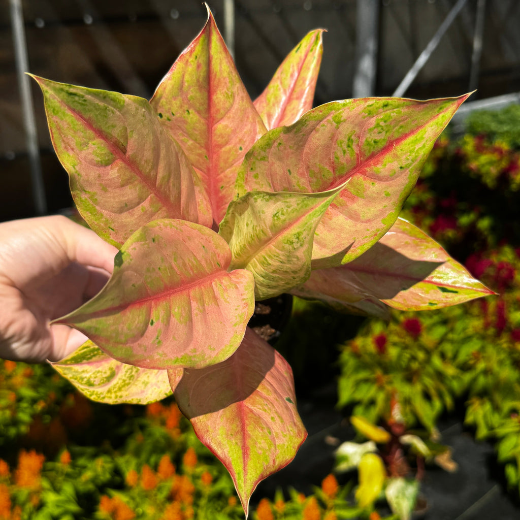 Chinese Evergreen | Aglaonema 'Light of Diamond'