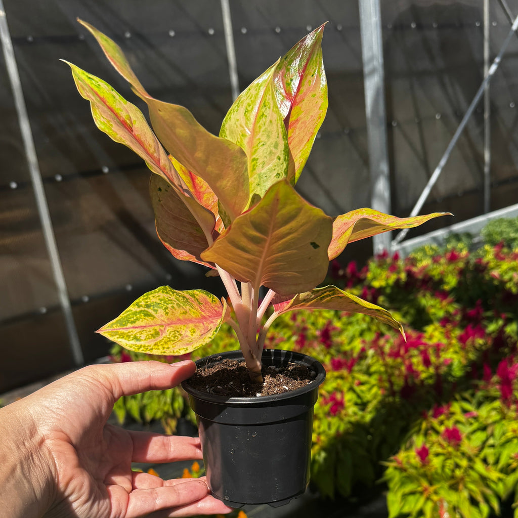 Chinese Evergreen | Aglaonema 'Light of Diamond'