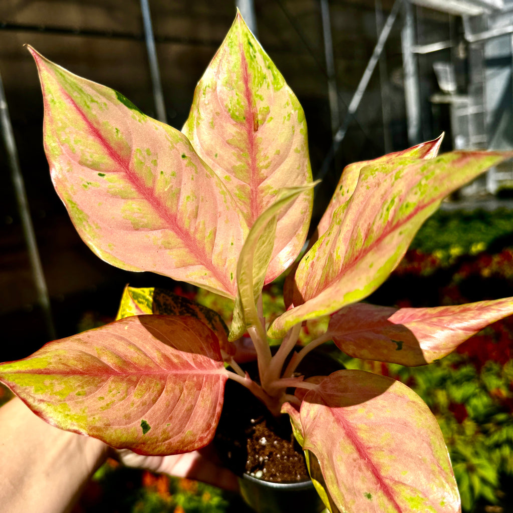 Chinese Evergreen | Aglaonema 'Light of Diamond'