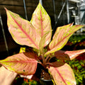Chinese Evergreen | Aglaonema 'Light of Diamond'