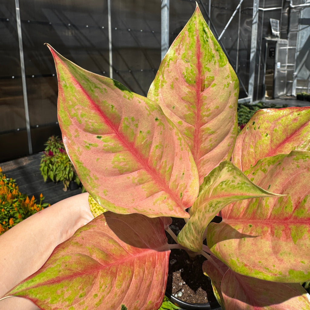 Chinese Evergreen | Aglaonema 'Light of Diamond'